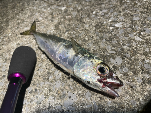 サバの釣果