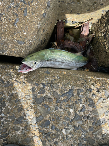 サゴシの釣果