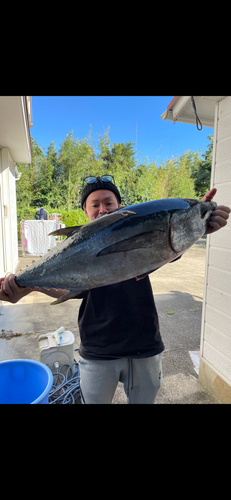 ビンチョウマグロの釣果