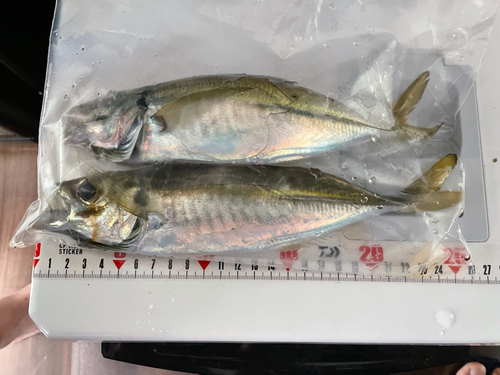 アジの釣果