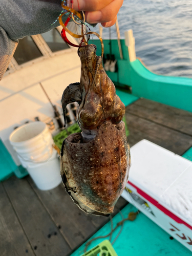 コウイカの釣果