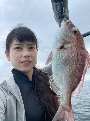 マダイの釣果