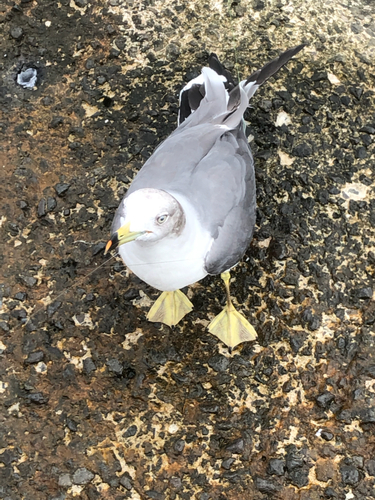 クロの釣果