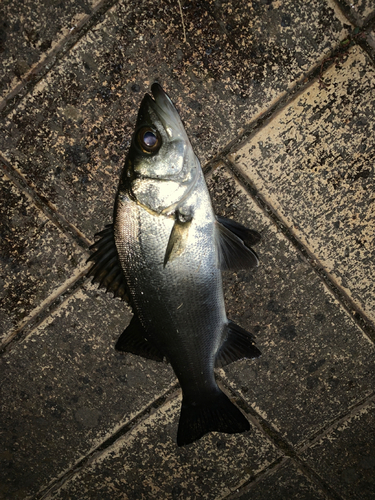 セイゴ（マルスズキ）の釣果