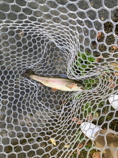 ニジマスの釣果