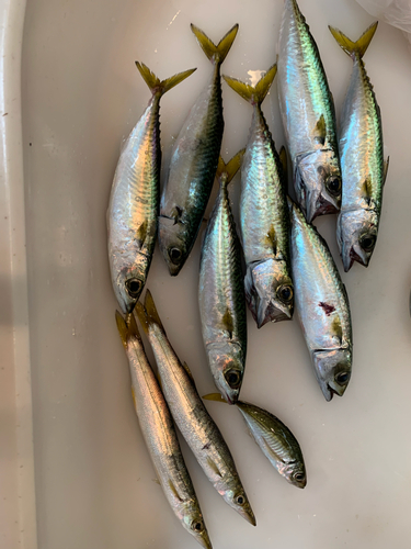 カマスの釣果