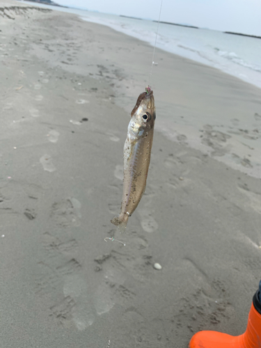 キスの釣果