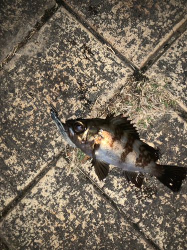 アカメバルの釣果