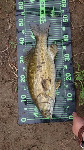 スモールマウスバスの釣果