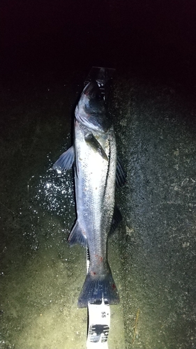 シーバスの釣果