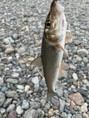 ニゴイの釣果