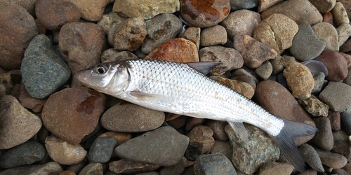 ニゴイの釣果