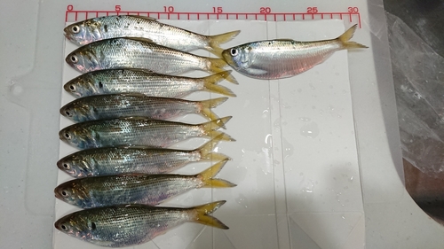 コノシロの釣果