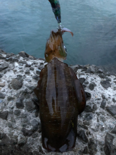 アオリイカの釣果