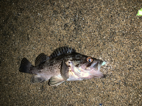 ソイの釣果