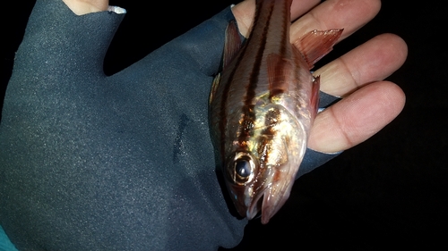 オオスジイシモチの釣果