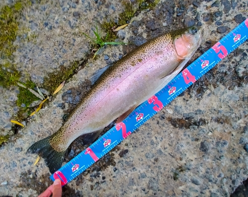 ニジマスの釣果