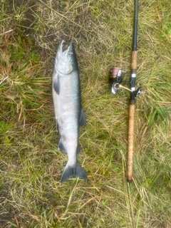 シロザケの釣果