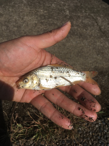 フナの釣果