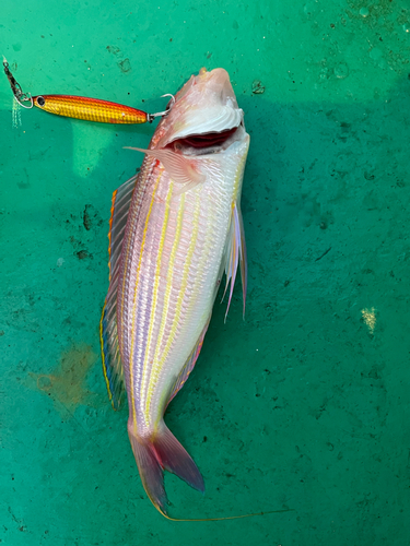 イトヨリダイの釣果