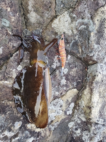 アオリイカの釣果