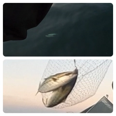 イナダの釣果