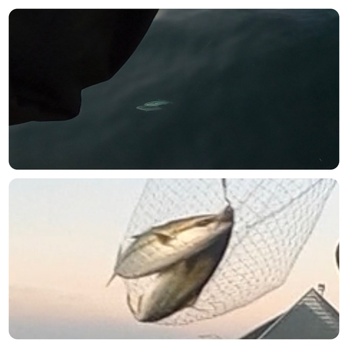 イナダの釣果