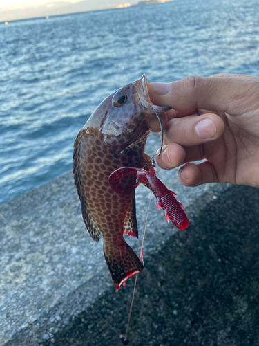 オオモンハタの釣果