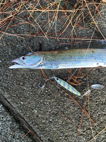 タチウオの釣果