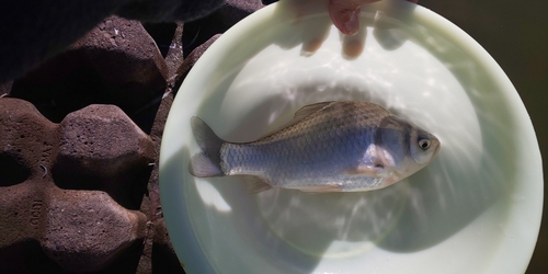 ヘラブナの釣果