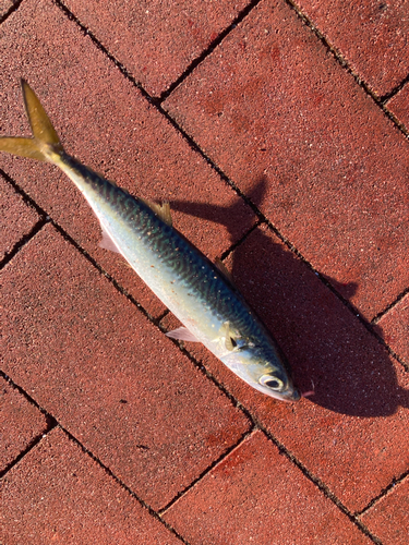 サバの釣果