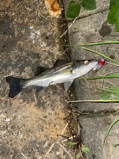 セイゴ（マルスズキ）の釣果