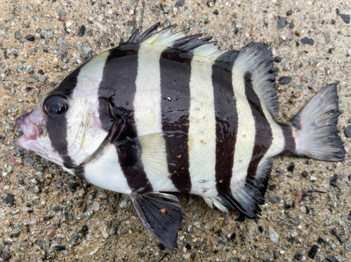 シマダイの釣果