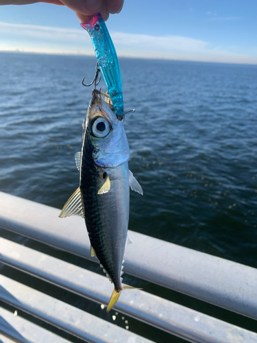 サバの釣果