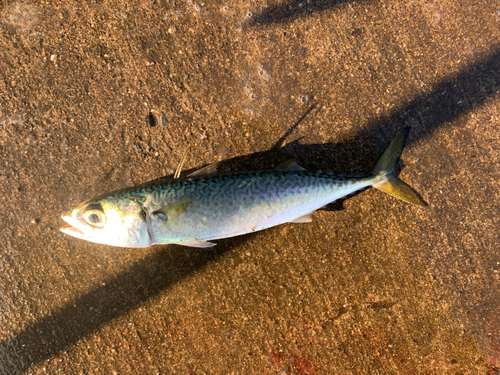 サバの釣果