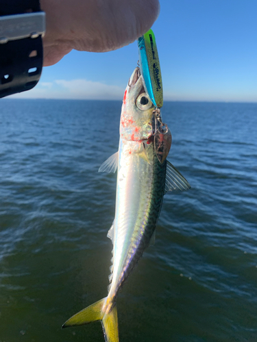 サバの釣果