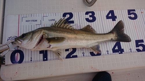 シーバスの釣果