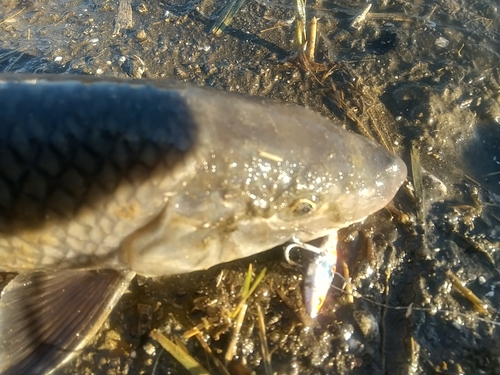 ニゴイの釣果