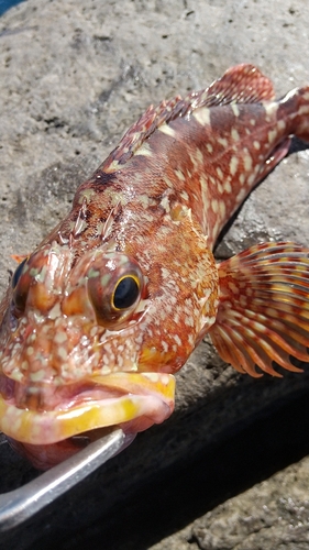 カサゴの釣果