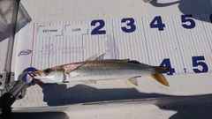 カマスの釣果