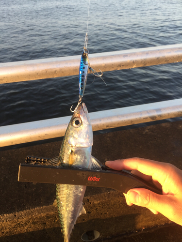 マサバの釣果