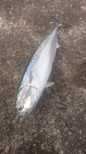 ソウダガツオの釣果