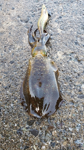 アオリイカの釣果