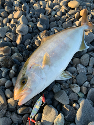 ショゴの釣果