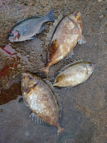 アイゴの釣果