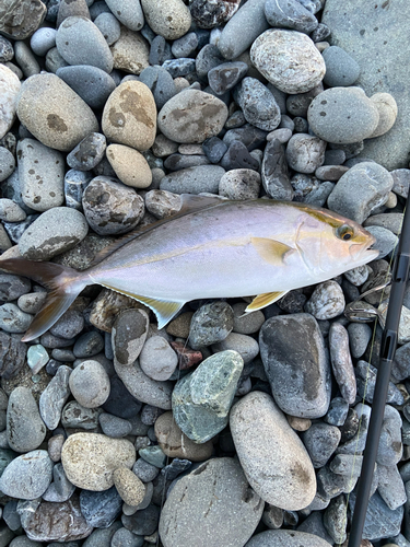 ネイリの釣果