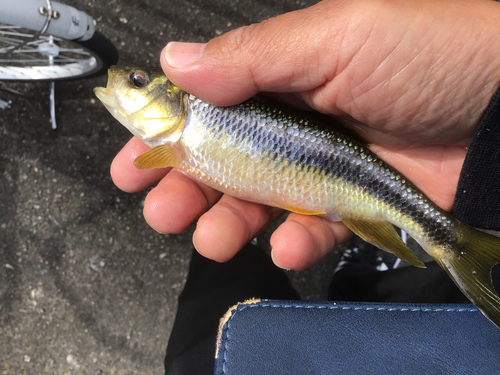 カワムツの釣果