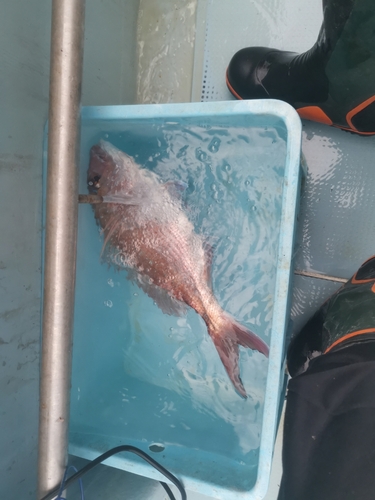 マダイの釣果