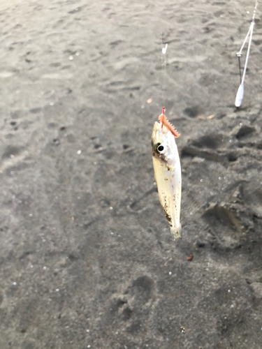 シロギスの釣果