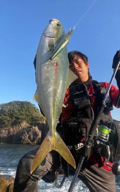 ハマチの釣果